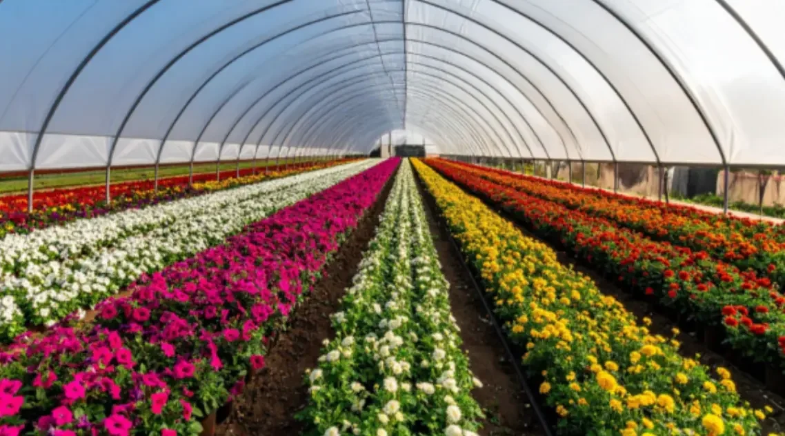 Cultivo de flores colombianas listas para exportación